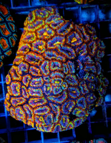 Acanthastrea lordhowensis Ultra – kopen voor je rif aquarium ReefBucket