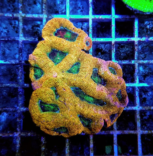 Acanthastrea bowerbanki Ultra – kopen voor je rif aquarium ReefBucket