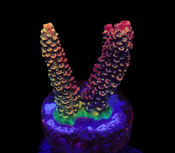 Acropora Ultra – Frag kopen voor SPS reef aquaria ReefBucket