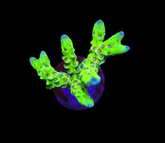 Anacropora Green Goblin – Frag kopen voor SPS reef aquaria ReefBucket