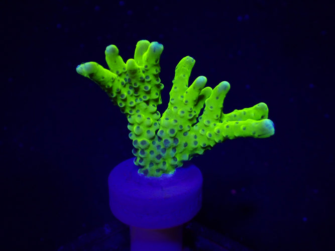 Anacropora Green Goblin – Frag kopen voor SPS reef aquaria ReefBucket