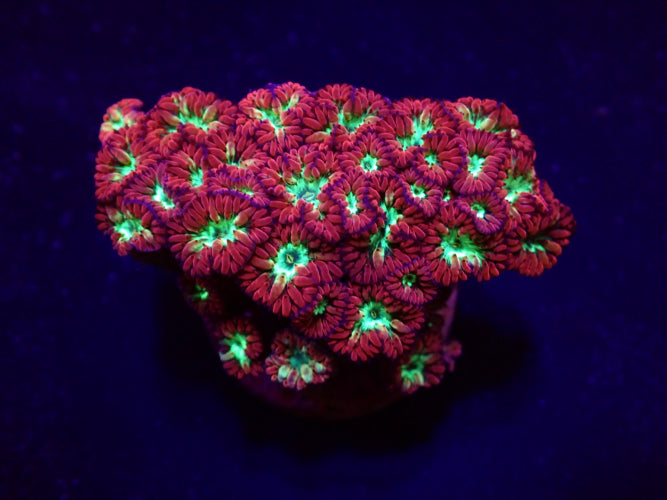 Blastomussa merletti – Frag ReefBucket