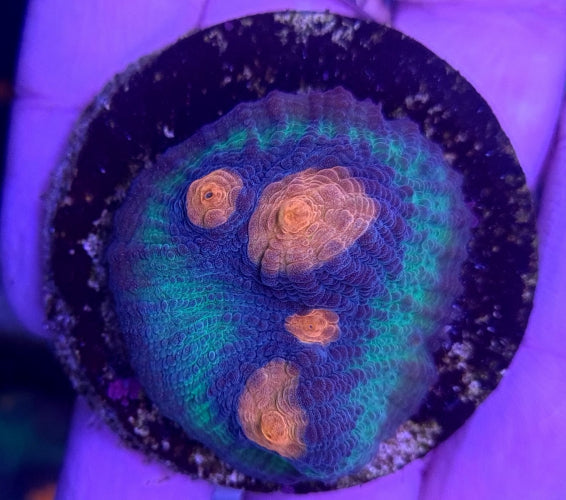 Echinophyllia Premium – Frag kopen voor LPS reef aquaria ReefBucket