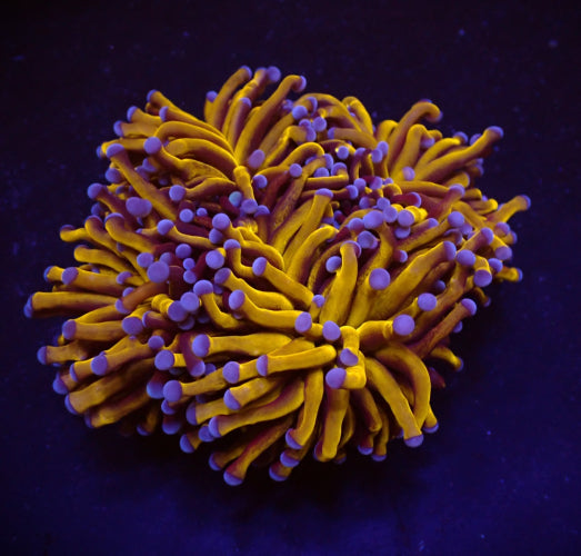 Euphyllia cristata (Gold Torch) ReefBucket