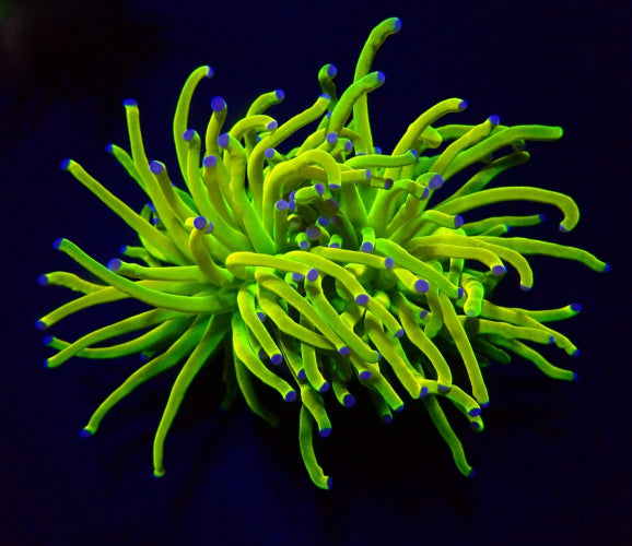 Euphyllia glabrescens Holy Grail – Torch coral frag kopen ReefBucket