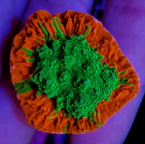 Montipora foliosa Grafted – Frag kopen voor SPS reef aquaria ReefBucket