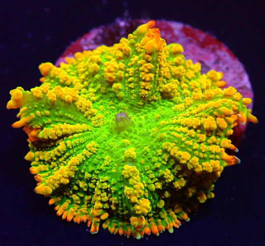 Tequila Sunrise Rhodactis â Zeldzaam Soft Coral voor Zeewateraquarium (1 Poliep) ReefBucket