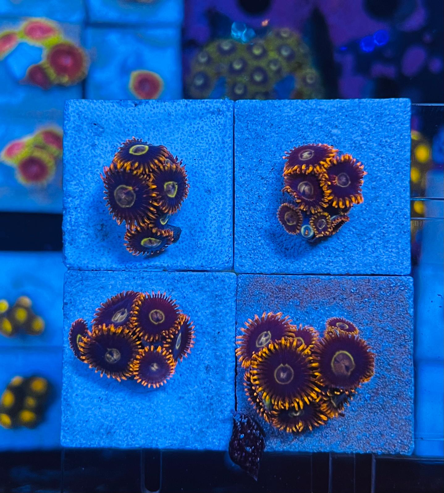 Rainbow Hornet Zoanthus kopen – Exclusieve koraal frag | ReefBucket ReefBucket