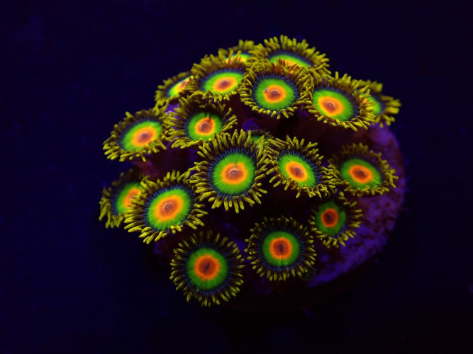 Zoanthus spp. (Rasta) – Frag ReefBucket