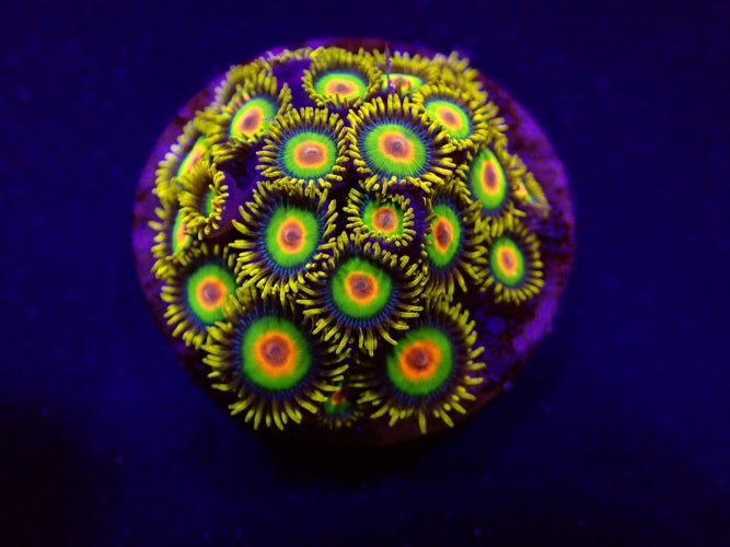 Zoanthus spp. (Rasta) – Frag ReefBucket