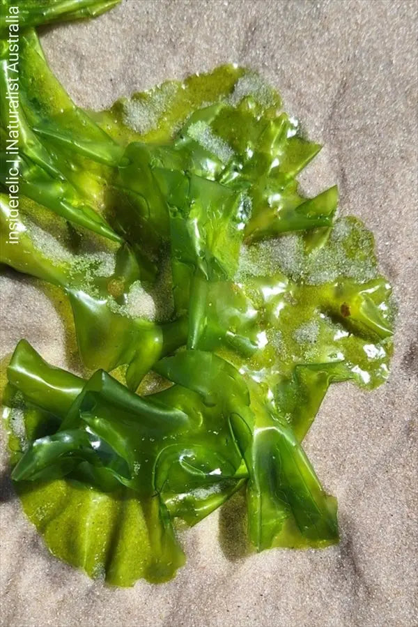 Zeesla (Ulva lactuca) in je zeewateraquarium – Nitraatfilter & voeding ReefBucket