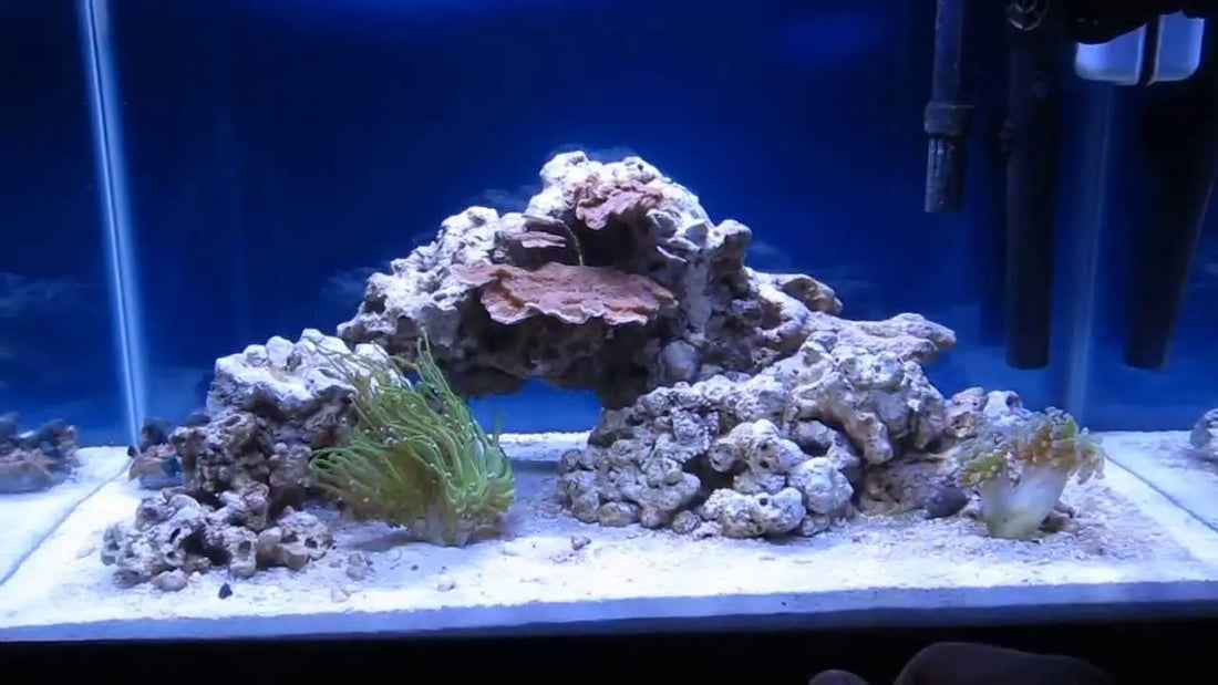 Hoe richt je een zeewateraquarium in? Complete gids voor beginners en hobbyisten ReefBucket