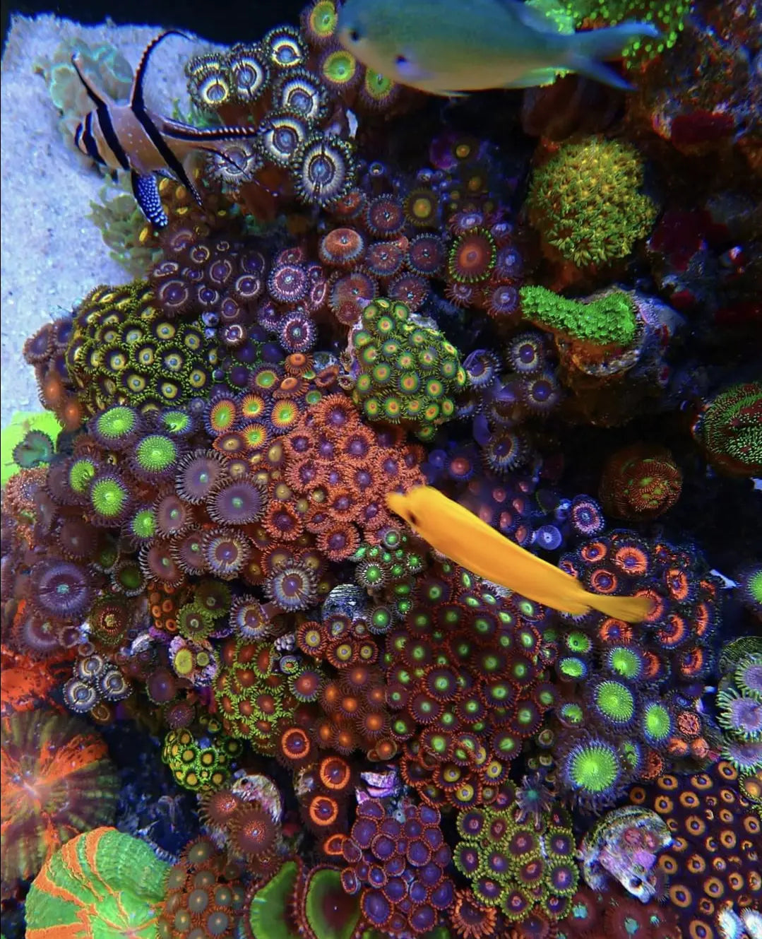 Waarom groeien mijn koralen niet? | Zeewateraquarium Gids ReefBucket