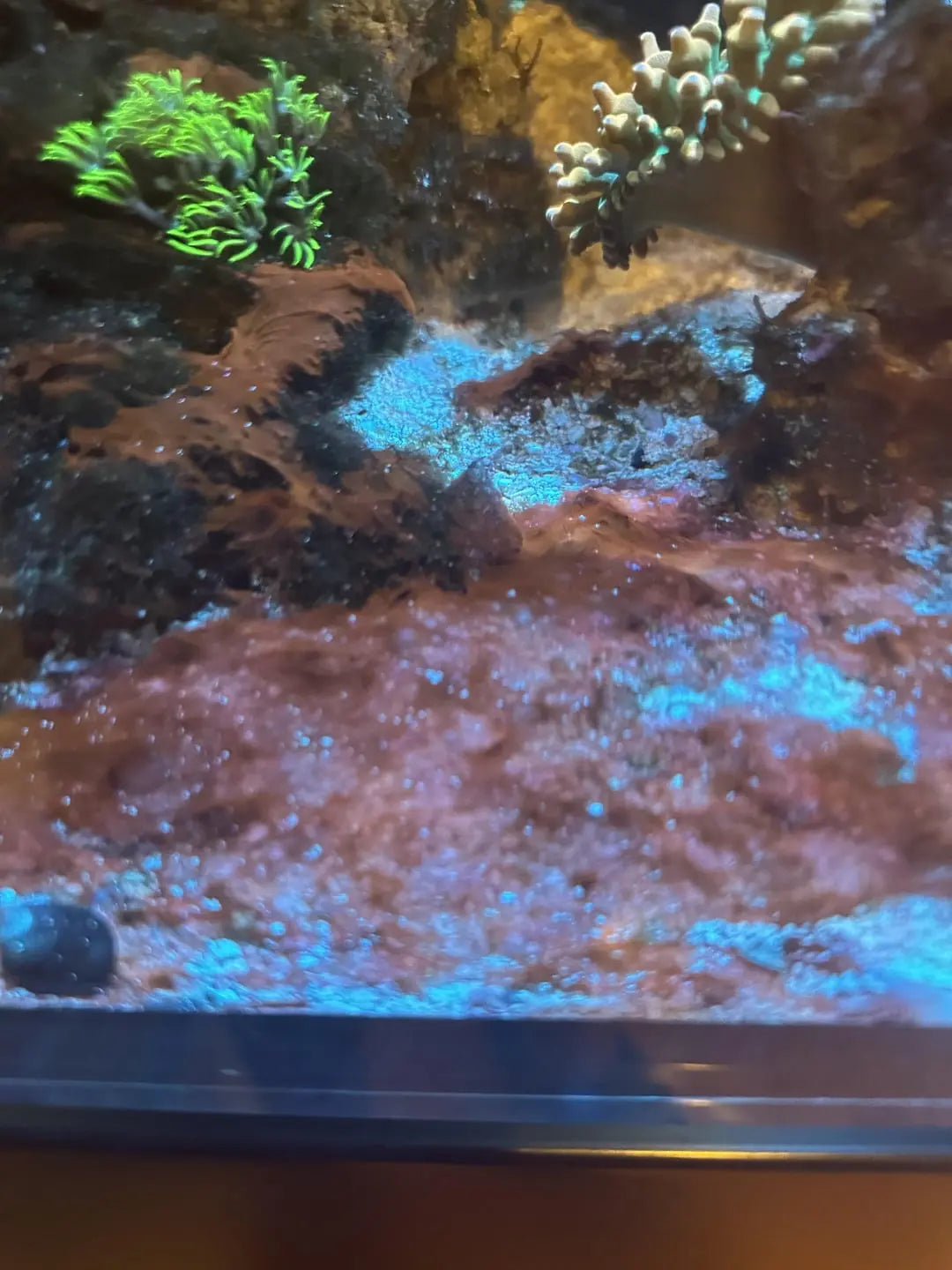 Rode flap in je aquarium? Niet elke cyanobacterie is slecht – ontdek waarom Synechococcus wél werkt ReefBucket