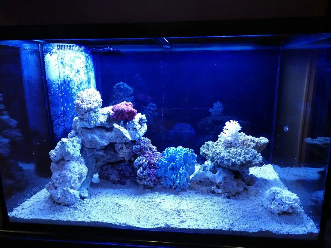 Wanneer voeg je de eerste schoonmaakploeg toe? – Zeewateraquarium opstart gids ReefBucket