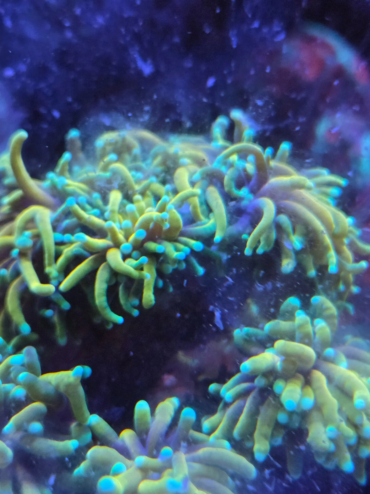 Spotfeeding Euphyllia – ideale mix voor maximale groei, kopdeling & volle poliepen | ReefBucket