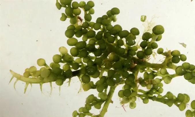 Caulerpa racemosa macroalg groeiend in een refugium van een zeeaquarium