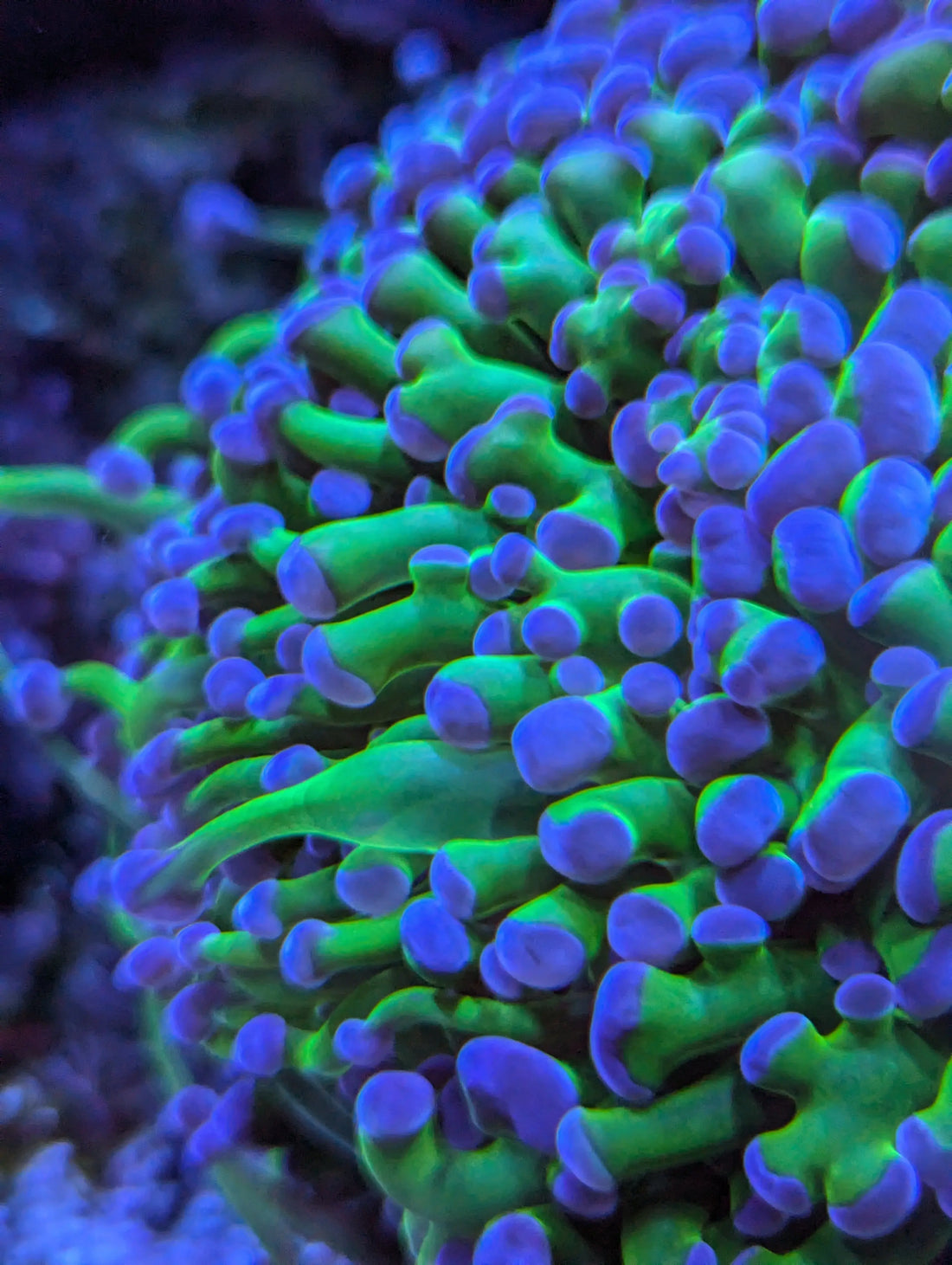 Euphyllia houden – complete gids voor licht, flow, voeding & plaatsing | ReefBucket ReefBucket