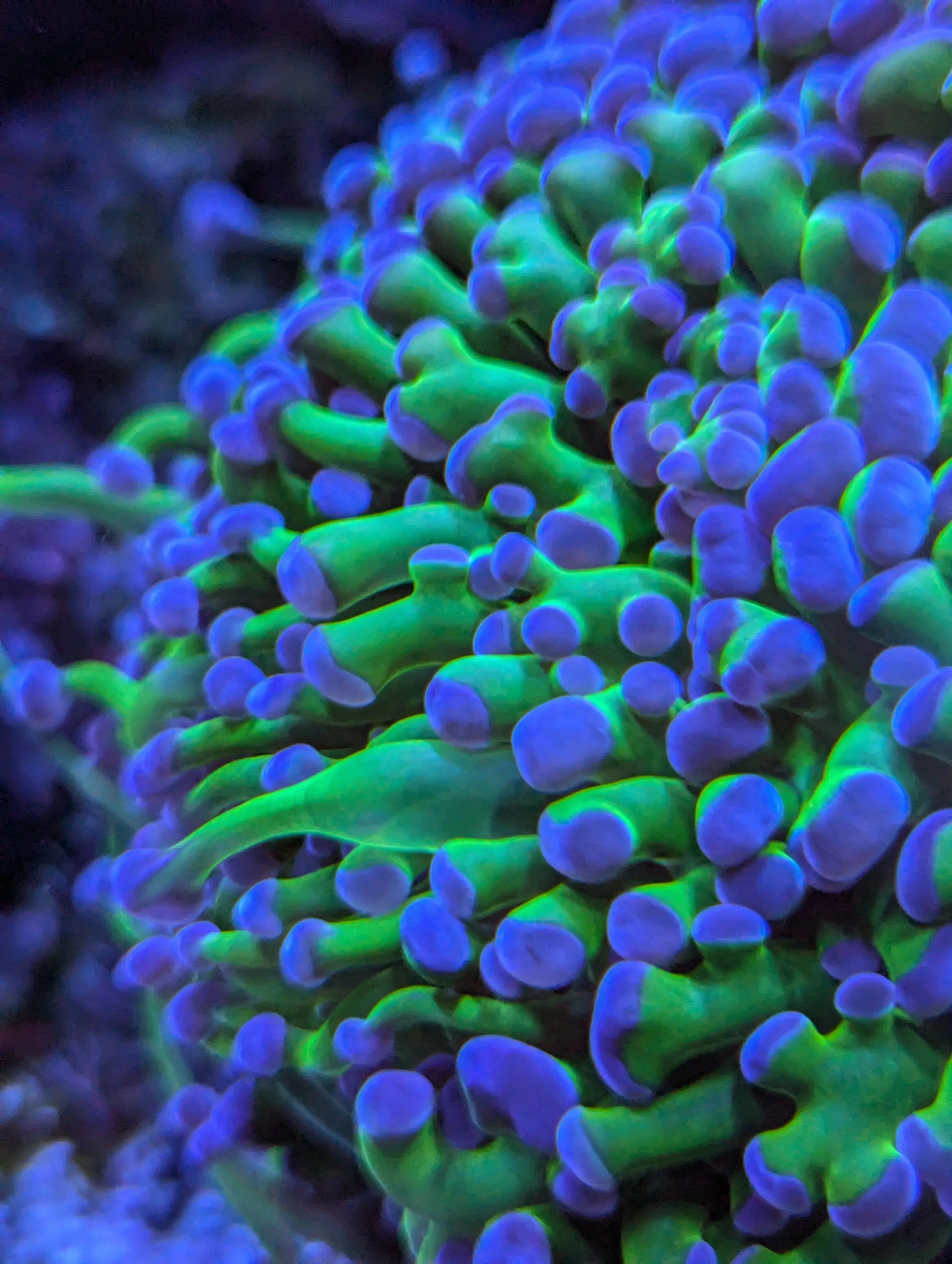 Euphyllia houden – complete gids voor licht, flow, voeding & plaatsing | ReefBucket ReefBucket