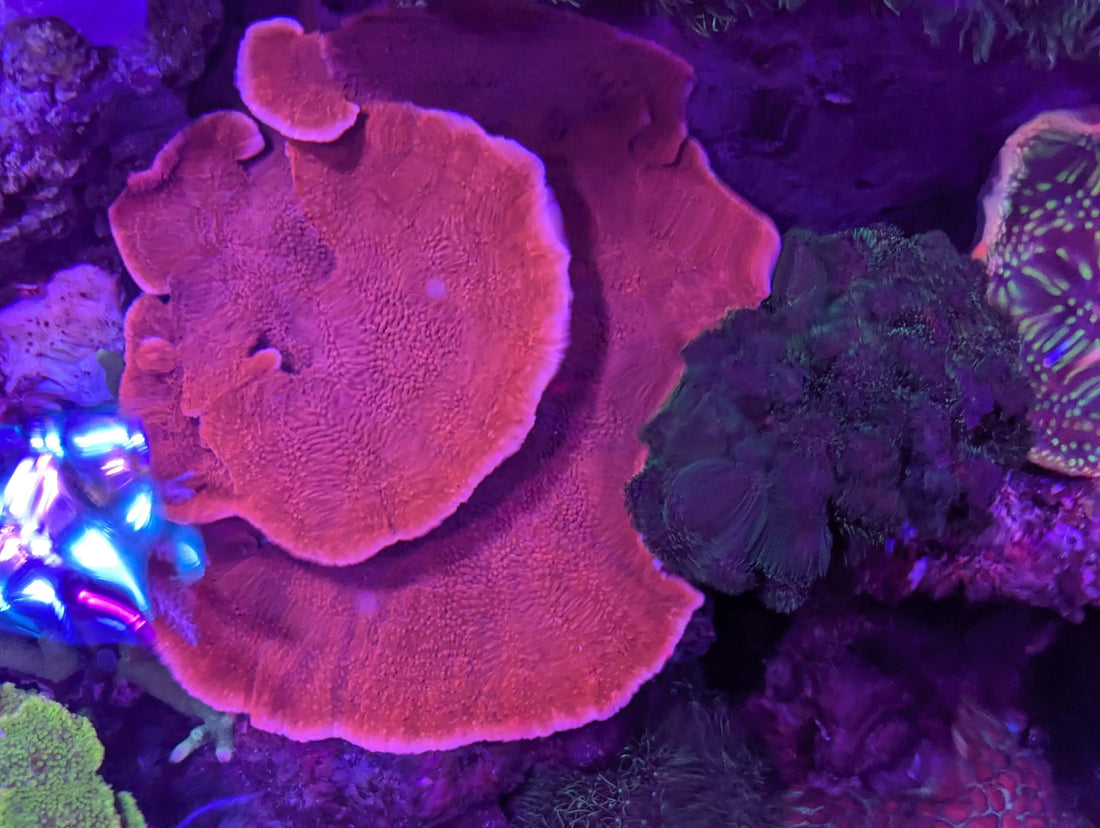 Hoe Plankton de Sleutel Is tot Stabiliteit in Jouw Nano of 100 L Zeewateraquarium ReefBucket