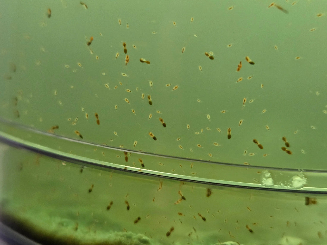 Copepods & Tigerpods kopen? Zo bouw je een stabiel aquarium ecosysteem | ReefBucket ReefBucket