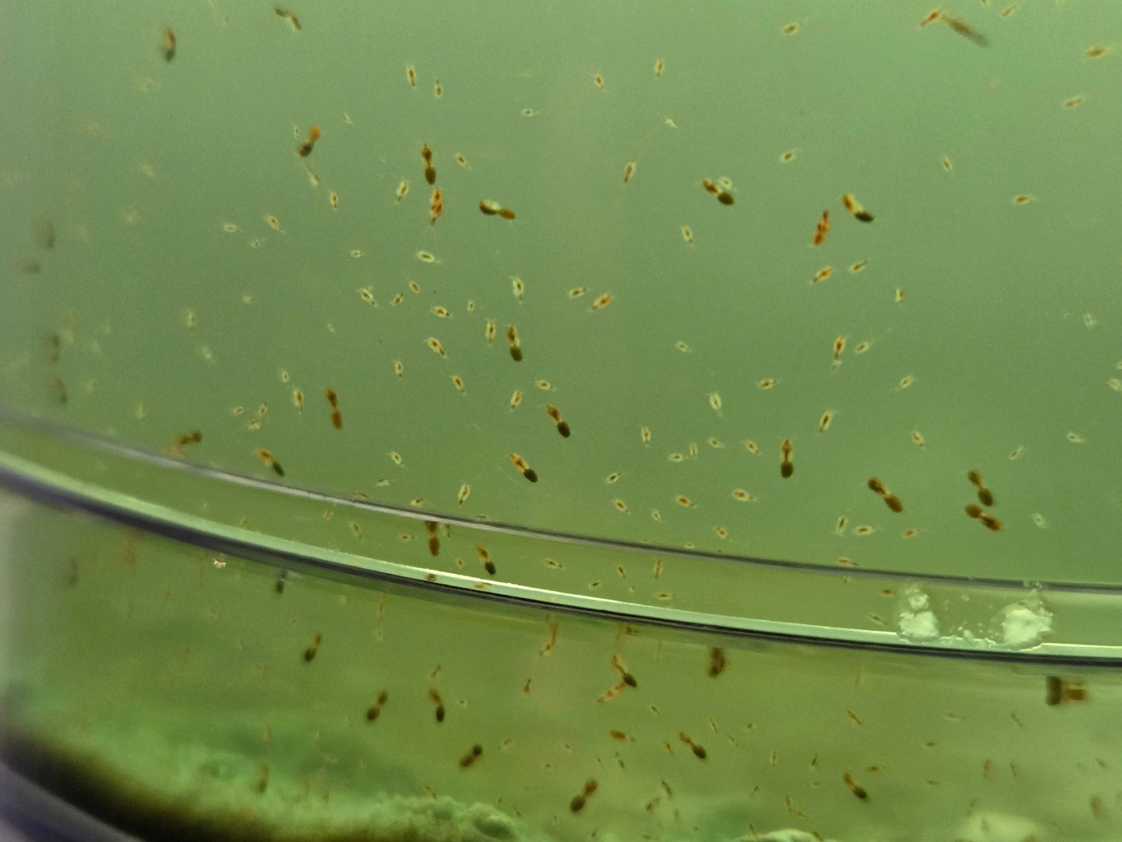 Copepods & Tigerpods kopen? Zo bouw je een stabiel aquarium ecosysteem | ReefBucket ReefBucket