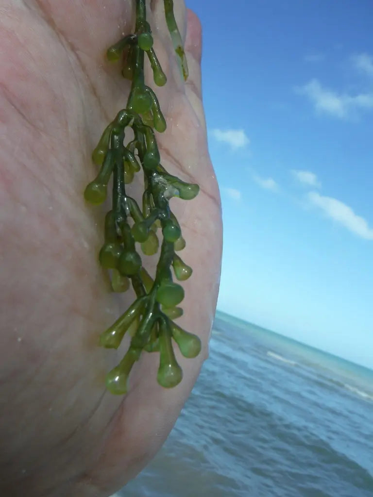 Caulerpa racemosa in je refugium – voordelen, risico’s & voedingsstrategie | ReefBucket ReefBucket