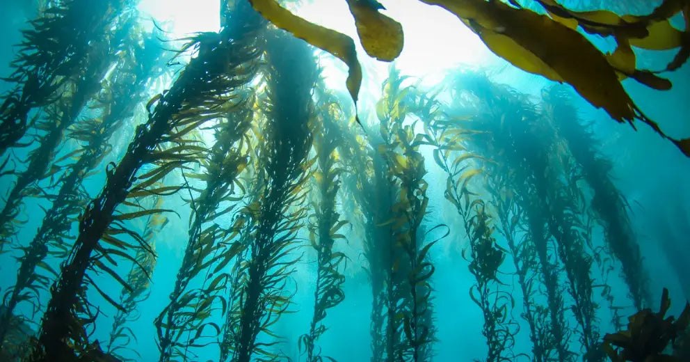 Macroalgen kopen voor je refugium – welke soort kiezen? | ReefBucket ReefBucket