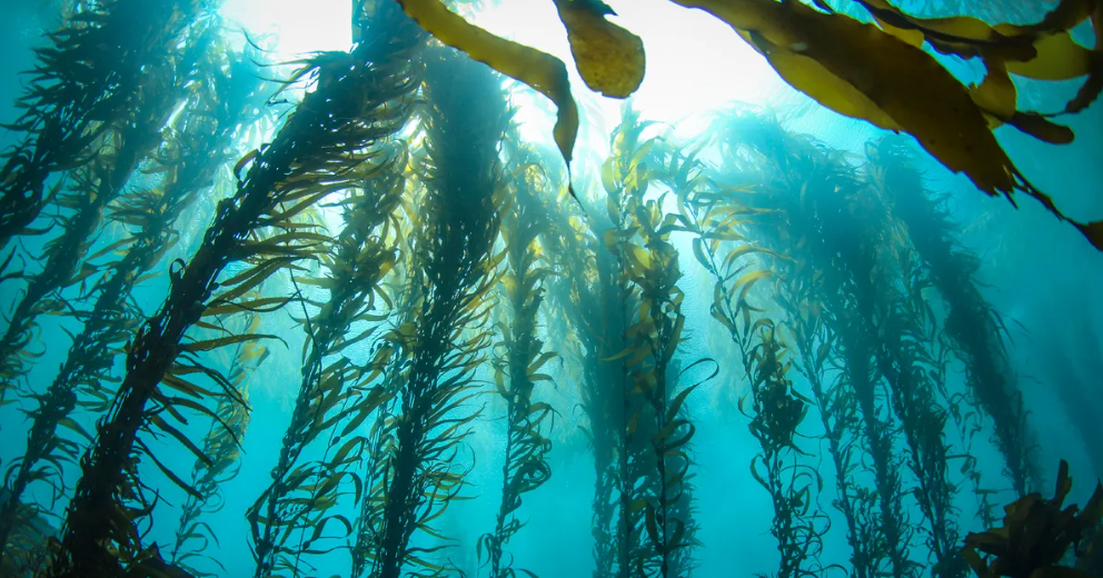 Macroalgen kopen voor je refugium – welke soort kiezen? | ReefBucket