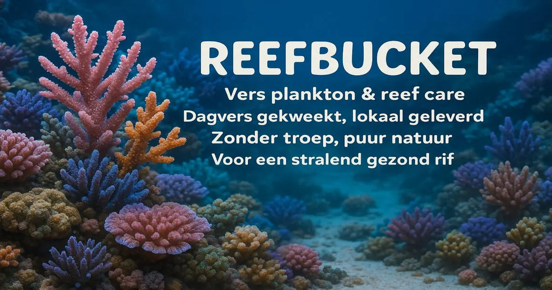 Hoe vaak moet je je water testen in een rifaquarium? De ultieme gids ReefBucket