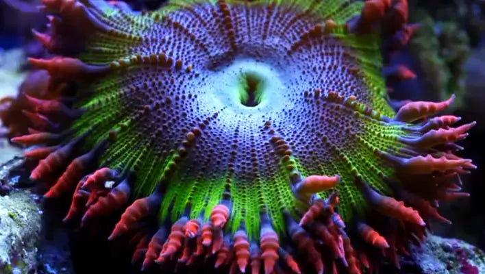 Rock Flower Anemone houden – verzorging, voeding & plaatsing (2025) | ReefBucket ReefBucket