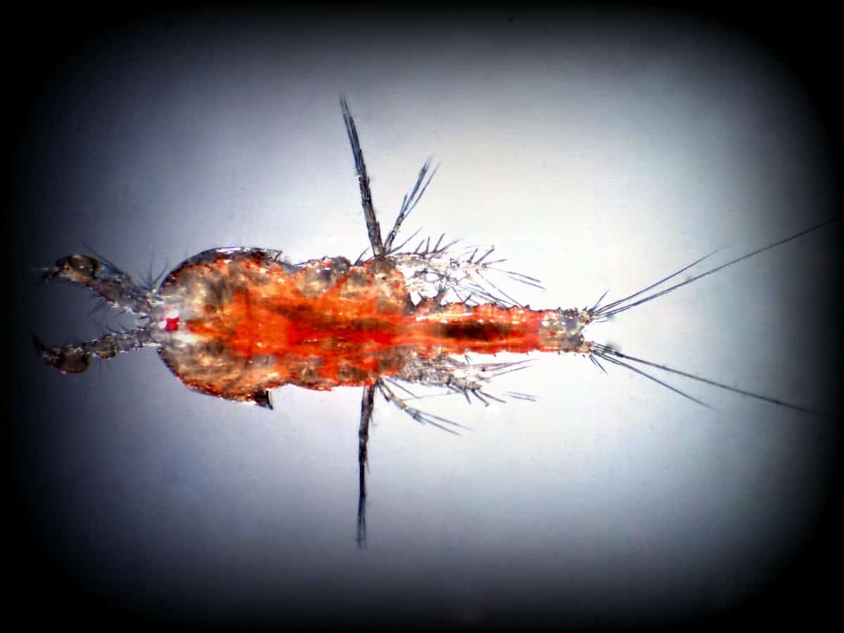 Dinoflagellaten in je zeewateraquarium – herkennen, bestrijden en duurzaam onder controle krijgen