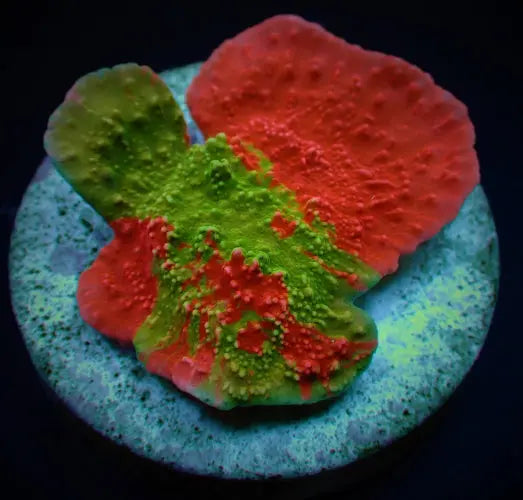 Onze meest verkochte items ReefBucket