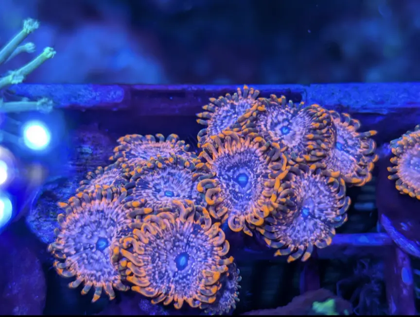Zoanthus Utter Chaos ReefBucket