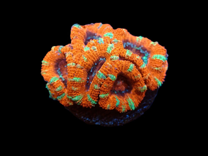Acanthastrea lordhowensis (Premium) (frag) ReefBucket