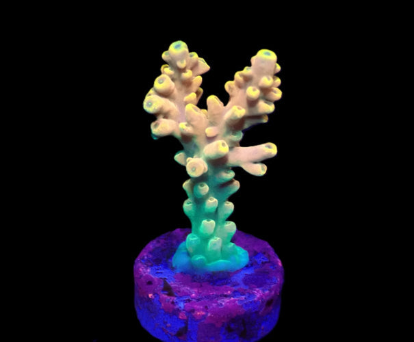 Acropora latistella (Bali Shortcake) ReefBucket