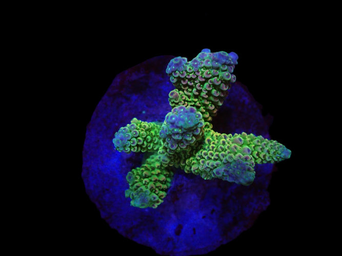 Acropora papillare (Special Selected) (S) ReefBucket