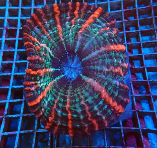 Cynarina macassarensis (Special Colored) (Large) ReefBucket
