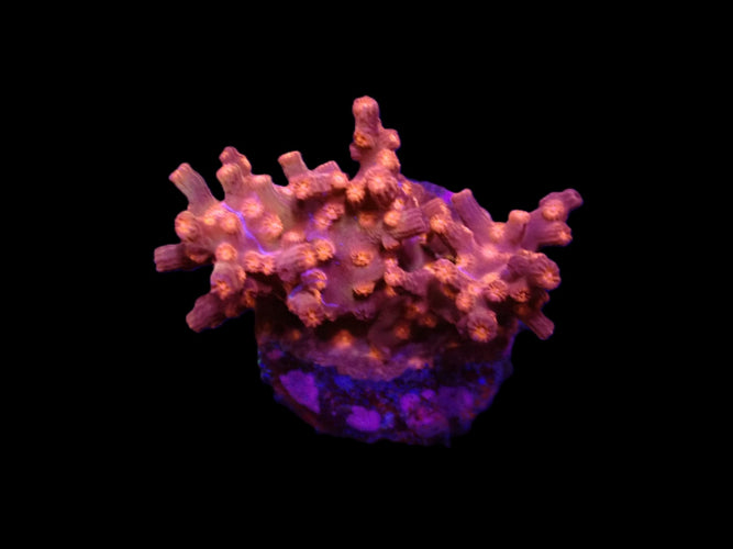 Cyphastrea decadia (frag) ReefBucket