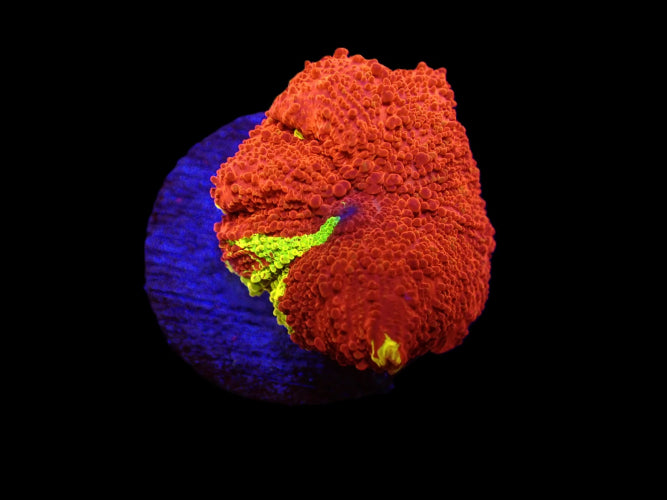 Discosoma sp. (Eclectus Jawbreaker) ReefBucket