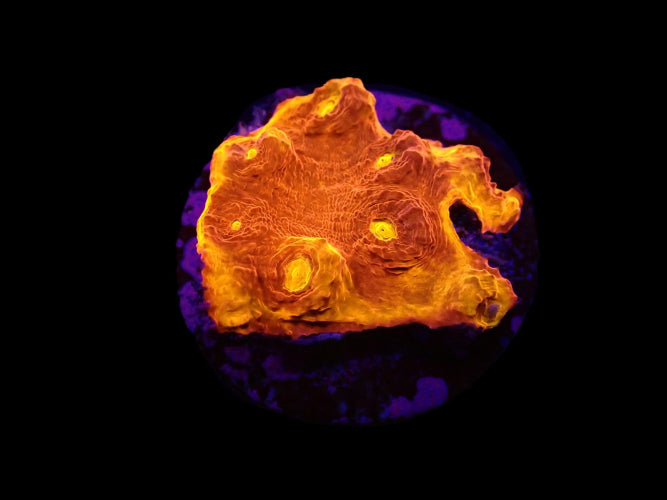 Echinophyllia sp. (Kiss of Fire) ReefBucket