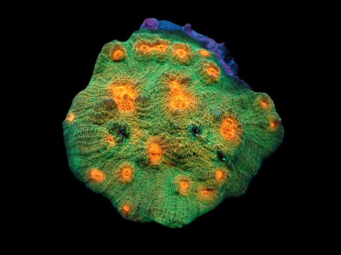 Echinophyllia sp. (Orange Eye) (M) ReefBucket