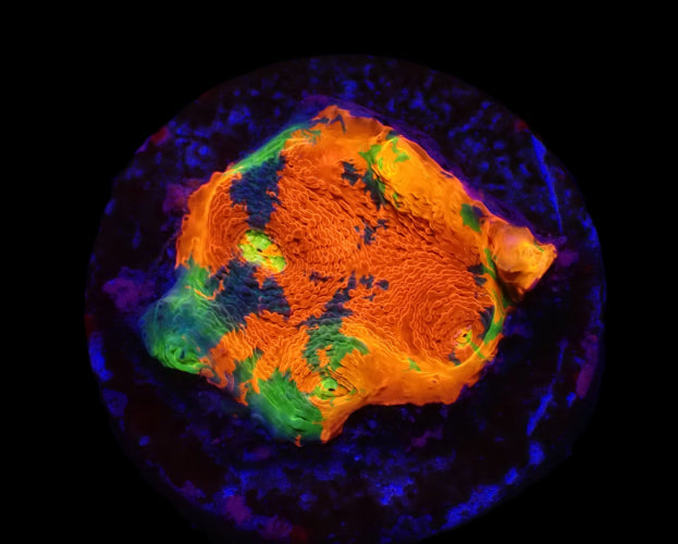 Echinophyllia sp. (Rainbow-Bugatti) ReefBucket