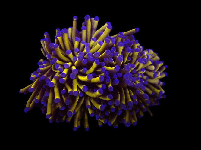 Euphyllia cristata (Gold Torch) (M) ReefBucket