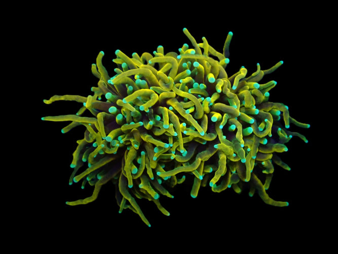 Euphyllia glabrescens (Dragon Soul) (M) ReefBucket