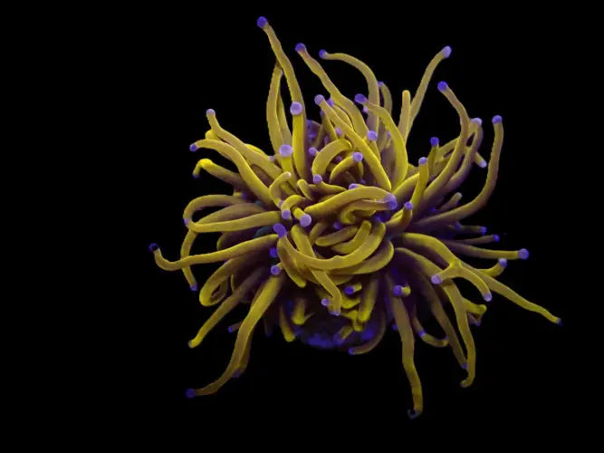 Euphyllia glabrescens (Gold) (Grade A) (M) ReefBucket