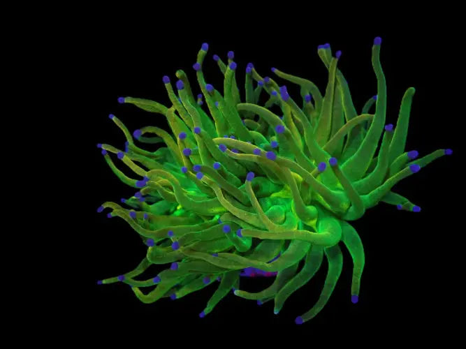 Euphyllia glabrescens (Holy Grail) (M) ReefBucket