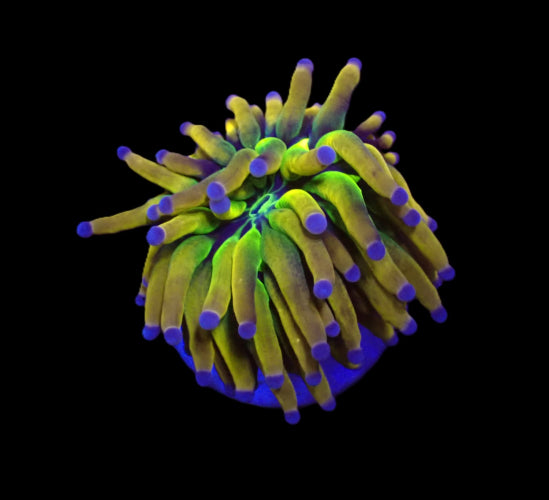 Euphyllia glabrescens (NyKnicks) (1h) ReefBucket