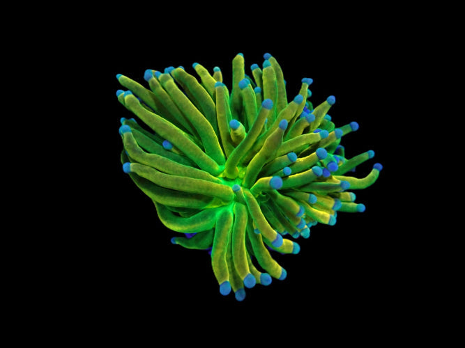 Euphyllia glabrescens (Rapunzel Holy Grail) ReefBucket