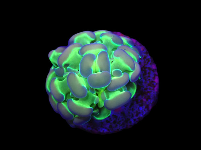 Euphyllia paraancora (Hologram) (1h) ReefBucket